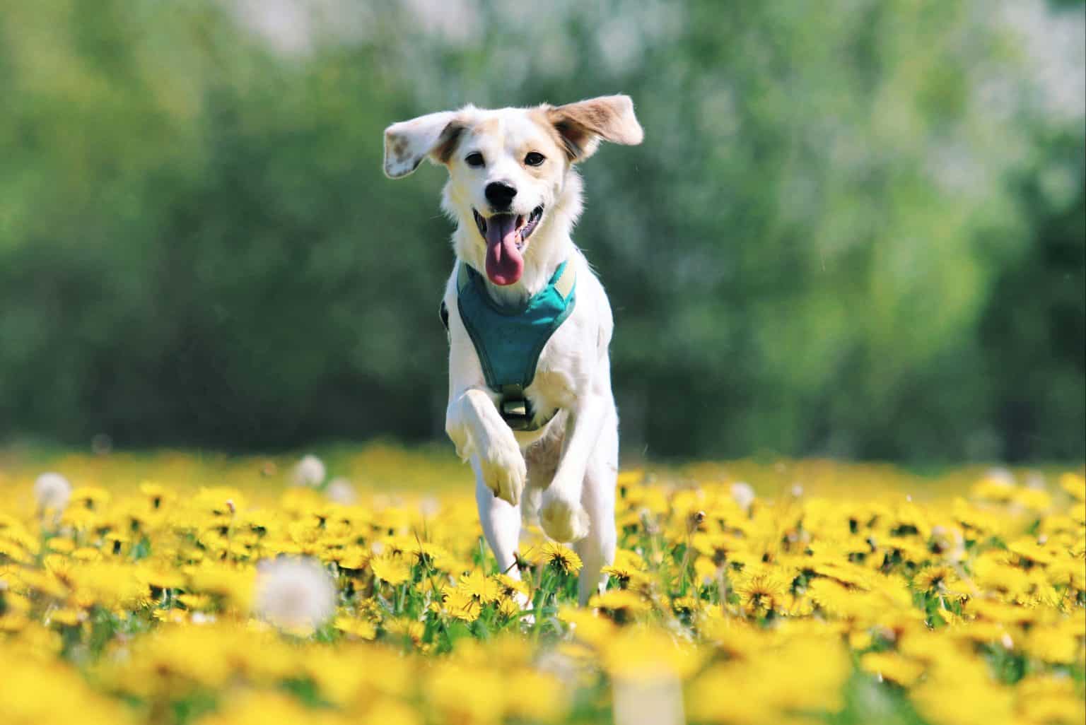 Froher Hund auf Wiese